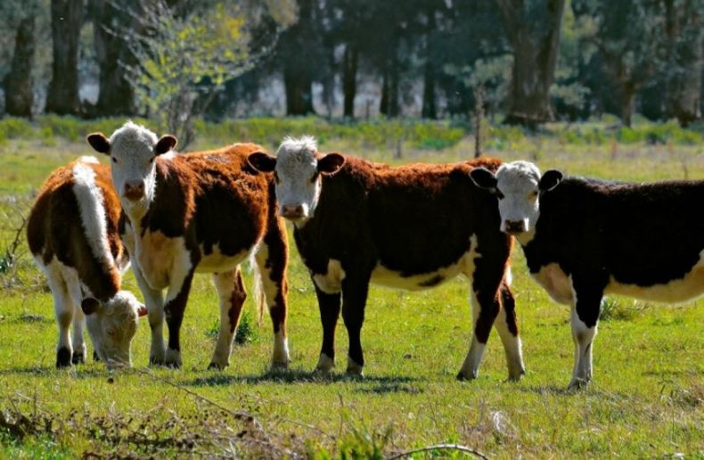 La faena de ganado bovino bajó casi un 3% intermensual