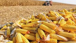 Se redujo la estimación total de producción de maíz en Brasil a 112,753 millones de toneladas,