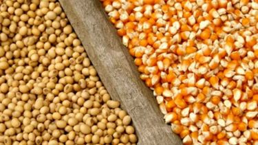 La soja y el maíz cerraron con fuertes subas en Chicago