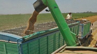 Conversión de cereales y oleaginosas, víctimas de la devaluación