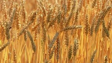 La producción de trigo bonaerense llegaría a 8 millones de toneladas