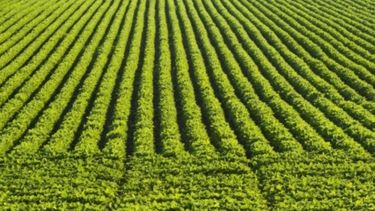 Los sojeros de EE.UU. advierten que los aranceles chinos serán devastadores