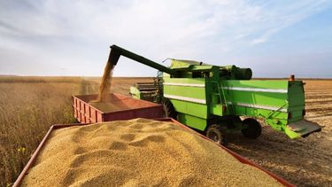 Estiman que la cosecha caerá a 140 millones de toneladas