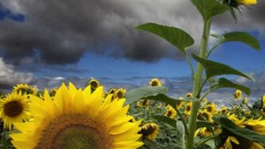 Rinde promedio del girasol llegaría a los 1.800 kilos por hectárea en Santa Fe