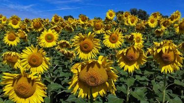 Aumentó la producción de girasol en Santa Fe y marcó un récord