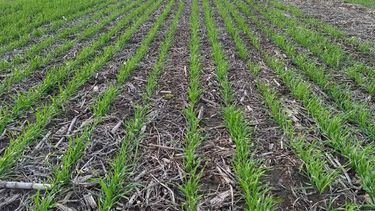 Recortaron el cálculo para la siembra de trigo 