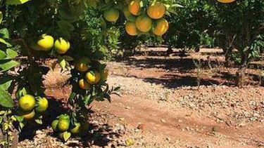 La producción en la citricultura mesopotámica cayó 60 por ciento