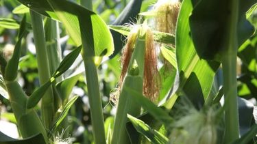 La producción de maíz en 2024.