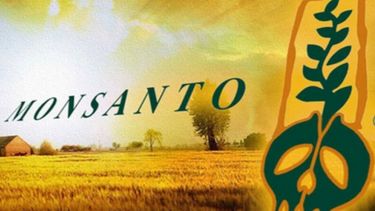 Fuerte caída de las ganancias de Monsanto a nivel mundial