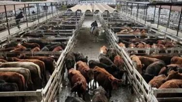 Aumentó el precio del novillo.