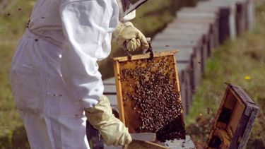 La apicultura nacional fue distinguida como ejemplo de desarrollo regional