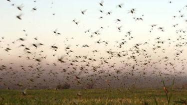 Las langostas afectan a los campos del norte argentino.