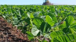 Área sojera llegó a 2,65 millones de hectáreas en la región pampeana