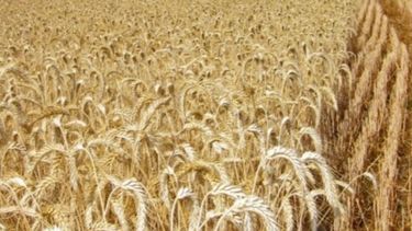 Se destacan los altos rindes de trigo en el centro del país