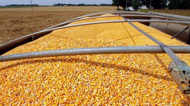 Los granos aumentaron un 32% en dólares durante el primer trimestre