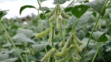 El precio de referencia esperado por tonelada de soja es de US$ 379.