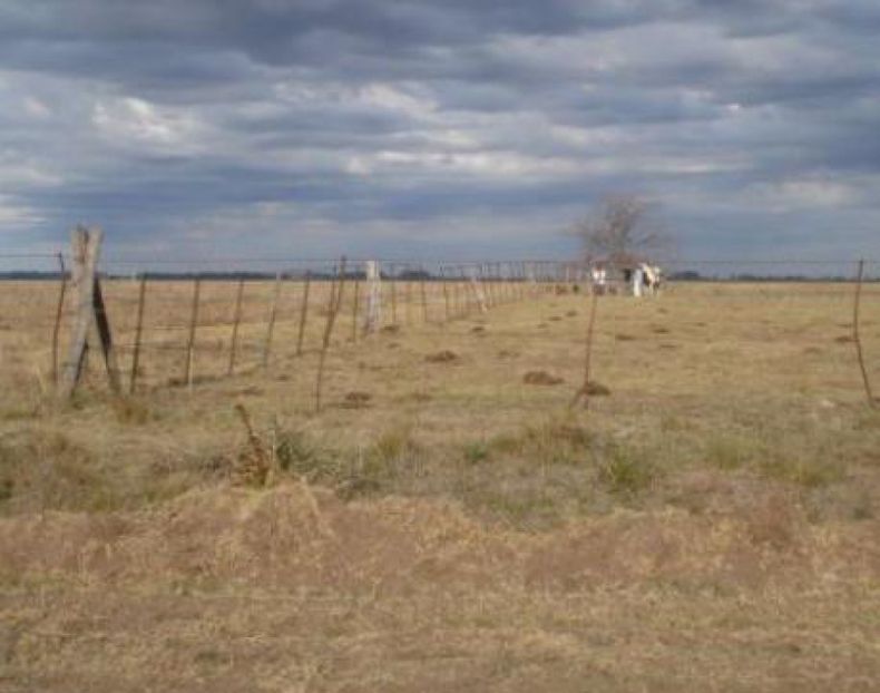 Afirman que hay una "parálisis casi total" en la compra y venta de campos