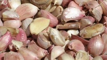 El ajo argentino es el más demandado a nivel mundial