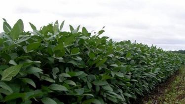 Se siembra más soja y el maíz se plantará más adelante