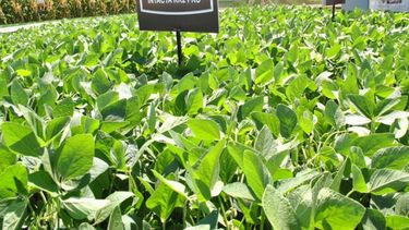 Recrudece la pelea del Gobierno con Monsanto