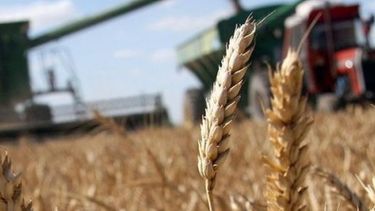 En zona núcleo, la cosecha triguera terminó antes de las lluvias