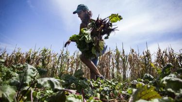 Subió el monto de la asistencia a trabajadores temporarios del campo