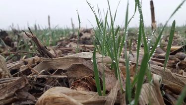 Pese a las lluvias, la situación sigue siendo preocupante en gran parte de la región núcleo, subrayó la BCR.