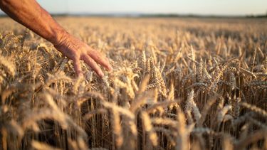Los números de la cosecha del trigo.