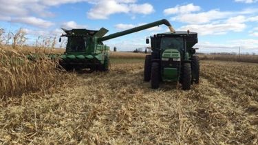 Reportan retrasos en la cosecha de arroz y sorgo de Entre Ríos