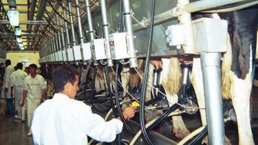 Prorrogan el régimen de subsidios para tamberos