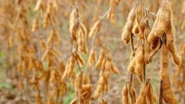 Pese a la llegada de precipitaciones, aún quedan áreas secas de maíz y soja