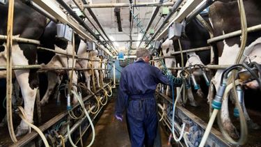 Buscan conectar a empresas latinoamericanas con la cadena láctea santafesina