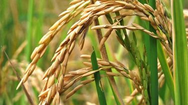 Lácteos, arroz, maní, olivícola, hortícola y ovoproductos no pagarán retenciones,