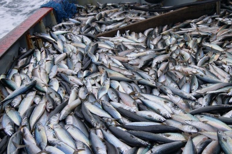 Los cupos a la pesca buscan evitar excesos de explotación de las especies y asegurar su conservación a largo plazo.