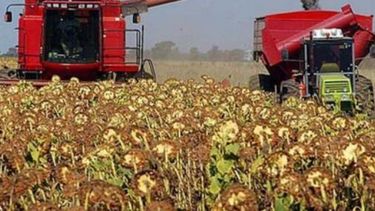 Momento de la recuperación para el girasol