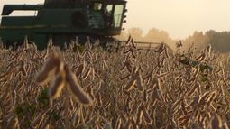 Estiman que la cosecha de soja tendrá una reducción de 2 millones de toneladas