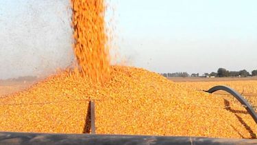 Productores criticaron la decisión de cerrar las exportaciones de maíz