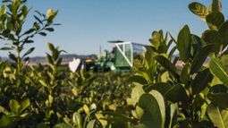 Nuevos precios para la yerba mate tienen un aumento cercano al 50%