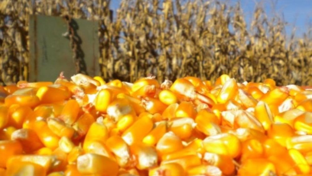Esperan que la producción de maíz supere a la de soja