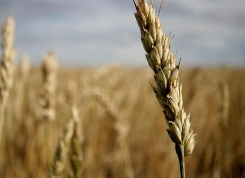 La siembra de trigo está casi paralizada en ciertas zonas por falta de lluvias