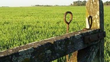 Detectan alzas cercanas al 60% en el inmobiliario rural bonaerense