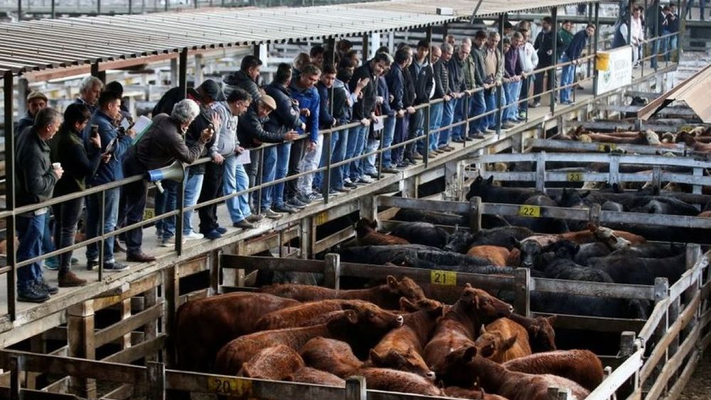 Cerró el Mercado de Liniers, Hacienda operará en Cañuelas