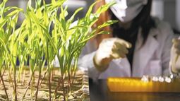 China aprueba cinco cultivos genéticamente modificados