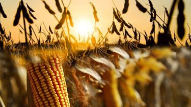 El maíz y la soja subieron en el mercado de granos local