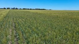 El estado de los campos.