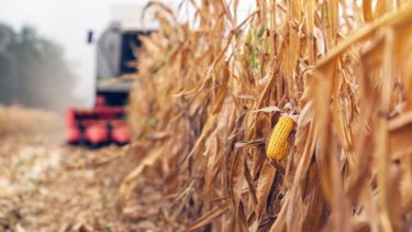 Redujeron la expectativa de cosecha para el maíz