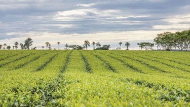 Actualizaron el valor del brote de té
