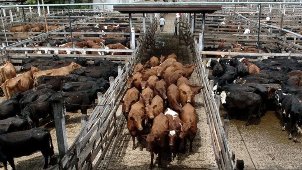 La producción de carne aumentó más de 5% en febrero