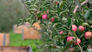 Subrayan que la guerra comercial entre las potencias afecta a las economías regionales