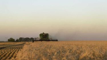 Estiman que la campaña fina tendrá un producción mayor a 23 millones de toneladas